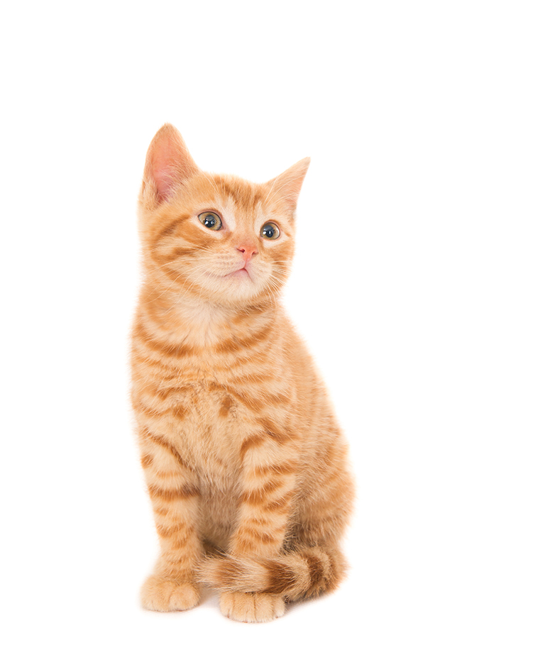 強匠雞塊(優質)1kg/包